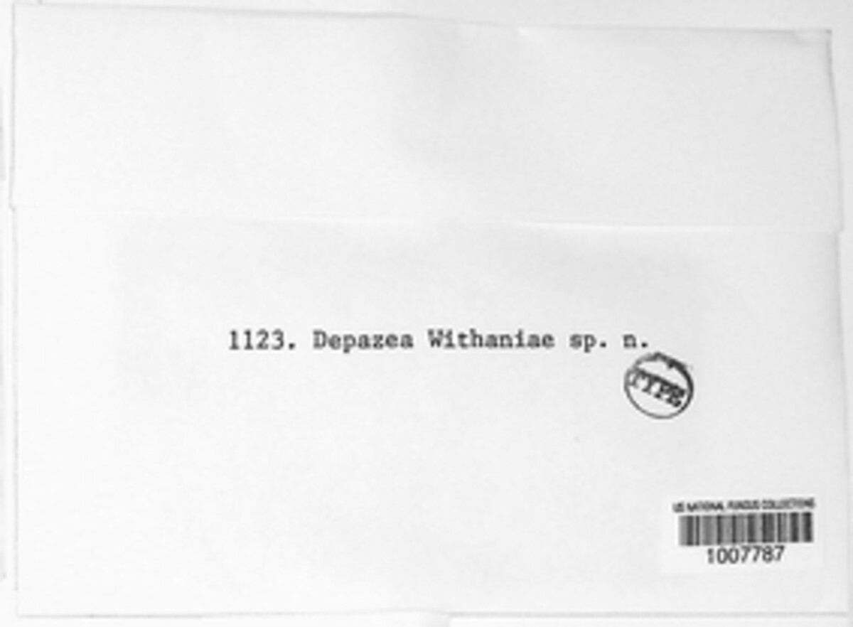 Depazea withaniae image
